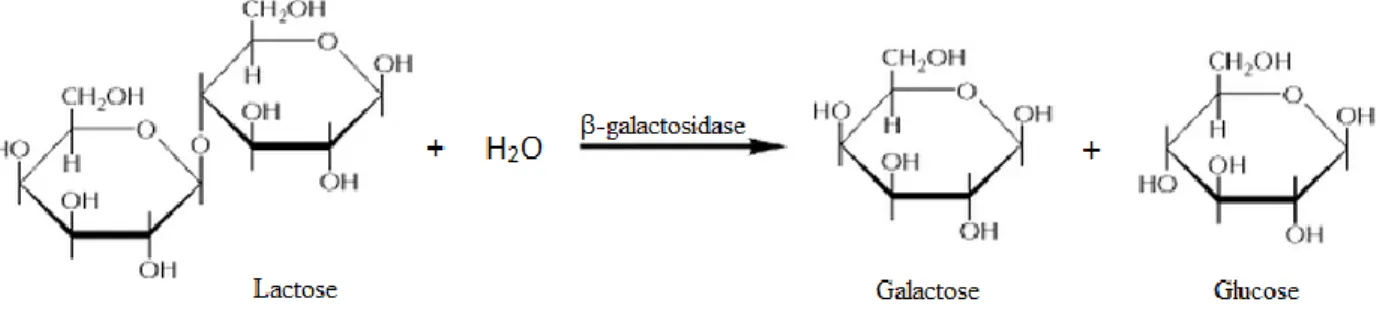 Figura 7. Representação esquemática da hidrólise da lactose em galactose e glucose, através da catálise  pelo enzima β-galactosidase