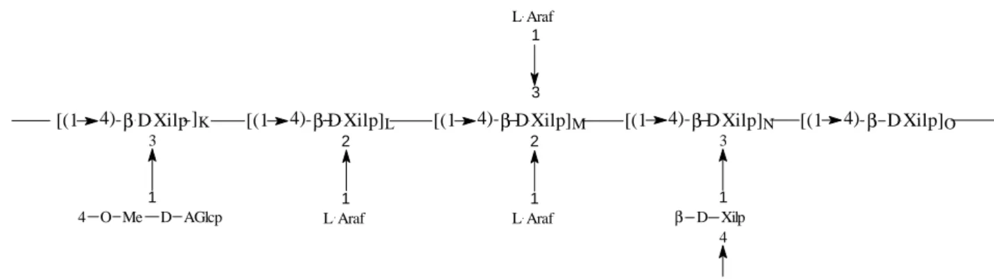 Figura 1. Estrutura química das xilanas.