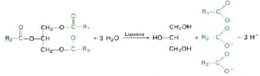 Figura 2.1 - Reacção de hidrólise de triacilglicerol, catalisada por lipases. 