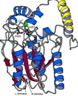 Figura 2.3 –  Estrutura  da  lipase  de  Pseudomonas  aeruginosa.  As  lâminas  beta  estão  representadas  por  setas a vermelho e as hélices a azul e amarelo
