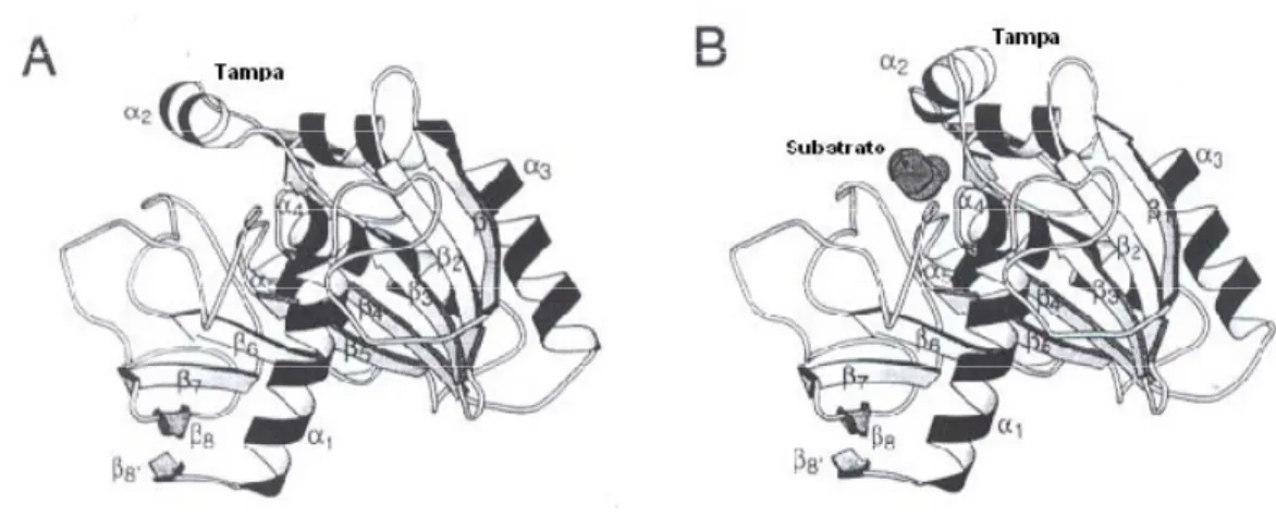 Figura  2.4  –  Esquema  representativo  das  conformações  &#34;fechada&#34;  (A)  e  &#34;aberta&#34;  (B)  da  lipase  de    Rhizomucor miehei (figura reproduzida de Jääskeläinen et al., 1998)