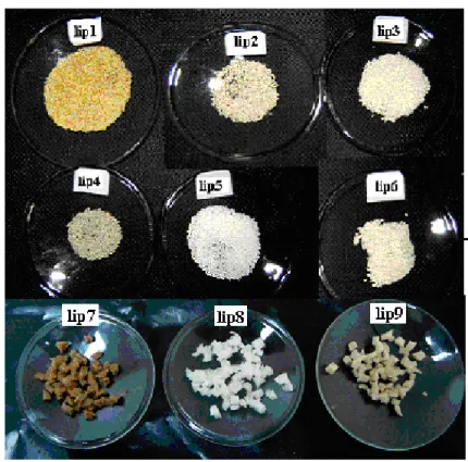 Figura 3.1 – Biocatalisadores testados nas reacções de esterificação de etanol com o ácido butírico