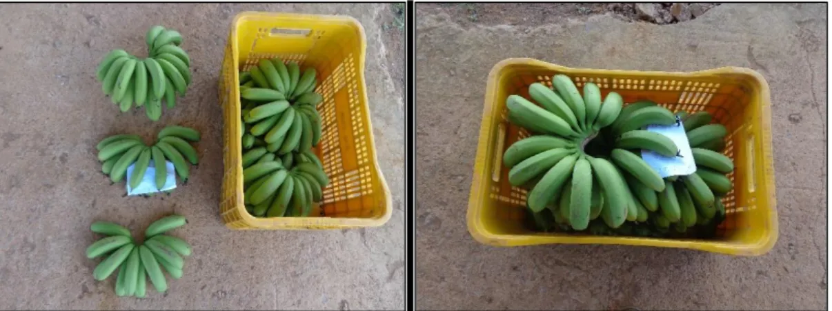 Figura 1: Acondicionamento de pencas de banana, em caixas plásticas, evidenciando a  primeira penca, a penca média e penúltima penca