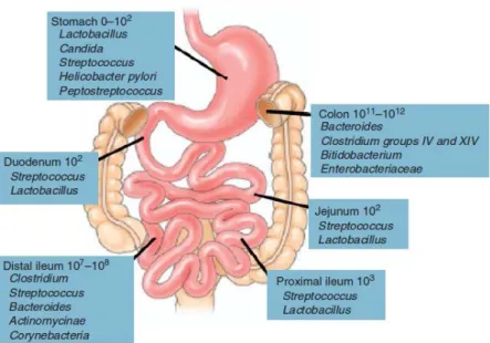 Figura 1. Composição e quantidade das espécies microbianas dominantes no trato gastrointestinal