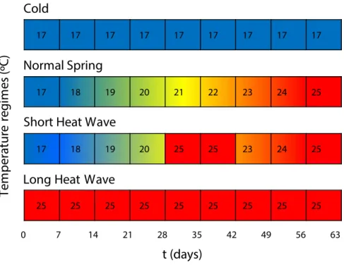 Fig 1. Schematic representation of the temperature treatments. Temperature variation over time in each experimental treatment.