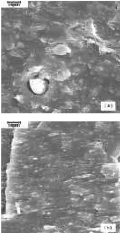 Figura 2. Micrografias obtidas por microscopia eletrônica de varredura das misturas NBR/EVAR: (a) 20 phr e (b) 50 phr.