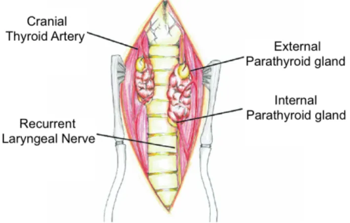 Figure 1 - Internal and external parathyroid glands (modified from Bonczynski, 2007). 