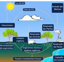 Figura 1 Ciclo do Carbono (Carvalho et al., 2010) 