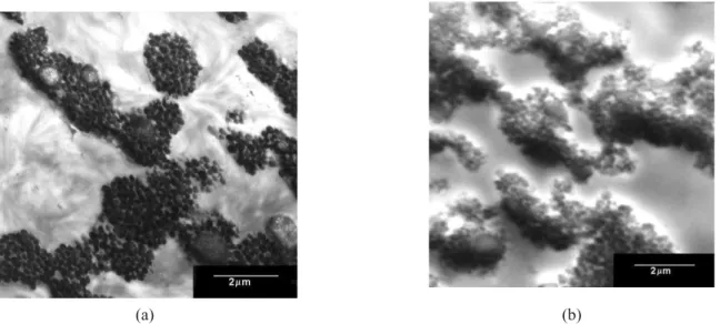 Figura 1. Fotomicrografias de MET para as blendas binárias PA6/ABS: (a) 70/30 %; (b) 50/50 %