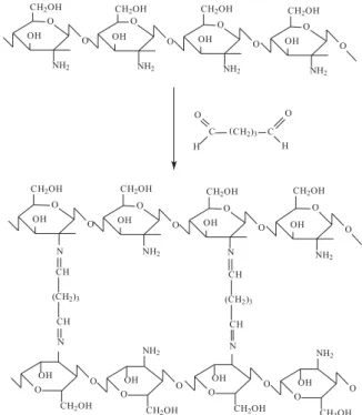 Figure 1. Crosslinking process of chitosan treated with glutaraldehyde.