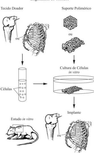 Figura 2. Estratégia I de seleção de polímeros bioreabsorvíveis aplicados à engenharia de tecidos (a linha vertical cinza indica o momento de  im-plante in vivo).