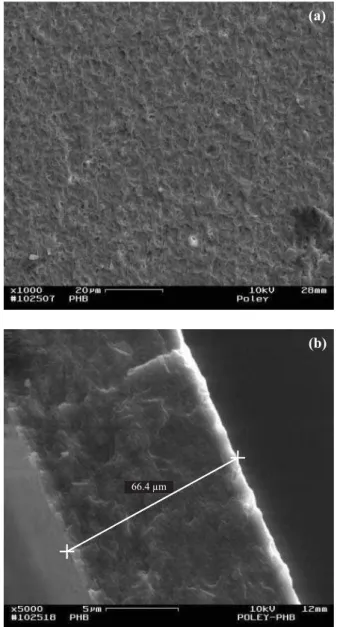Figure 3. Scanning electron microscopy images of the upper surface (a) and the lateral surface (b) of PHB membranes.