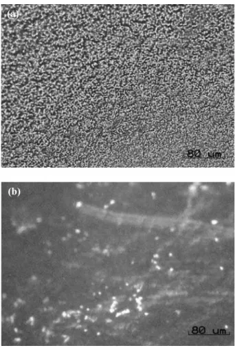Figura 1. Micrografias ópticas de fluorescência de uma amostra de náilon (a) e de outra amostra contendo pireno adsorvido em superfície (b).
