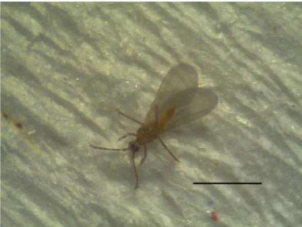 Figura 1- Macho de Planococcus ficus (Signoret)  (Hemiptera:  Pseudococcidae)  (o  traço  corresponde a 1mm; original da autora).
