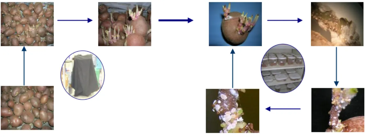 Figura 3-Esquema de criação de cochonilhas-algodão (Hemiptera; Pseudococcidae) em laboratório (adaptado de  Silva, 2008).
