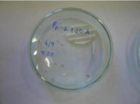 Figura 4- Placa de Petri com um macho e 20 fêmeas, nos ensaios de longevidade dos machos de cochonilhas- cochonilhas-algodão,  Planococcus  ficus  (Signoret)  (Hemiptera:  Pseudococcidae),  sujeitos  a  acasalamento  (original  da  autora)
