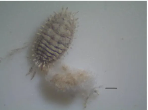 Figura  5-  Caixa  de  Petri  com  fêmea  isolada  de  Pseudococcus  calceolariae  (Maskell)  (Hemiptera: 