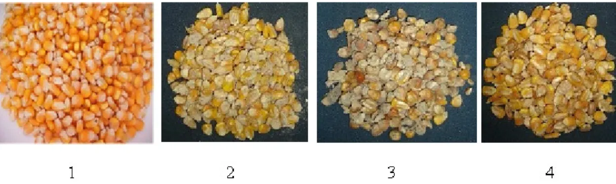 Figura 3.1- Frações de Milho: (1) Grãos bons, (2) Grãos carunchados, (3) Grãos ardidos, (4)  Grãos fermentados 