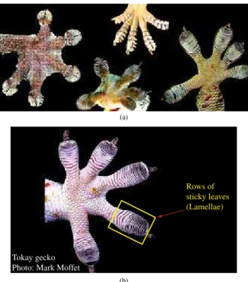 Figura 2. Diferentes tipologias de patas de geco, todas com estrutura lamelar (a); 