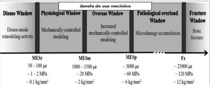 Figura 2 - Janela de uso mecânico definida pela teoria &#34;mecanostática&#34; de Frost da  adaptação óssea à deformação