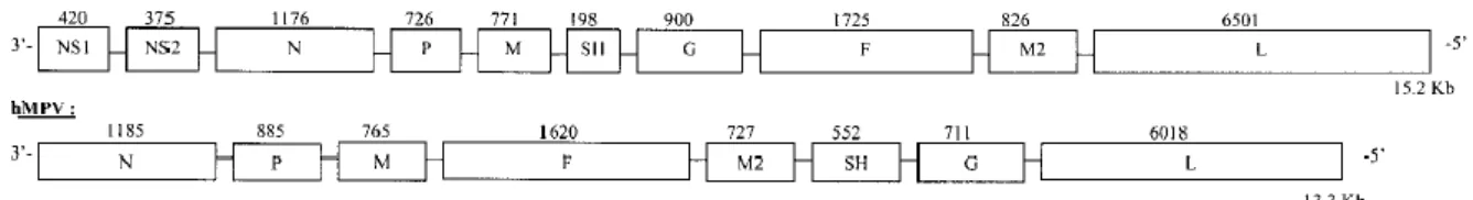 Figura 1 – Comparação do genoma do VSR com o genoma do MPVh (17). 