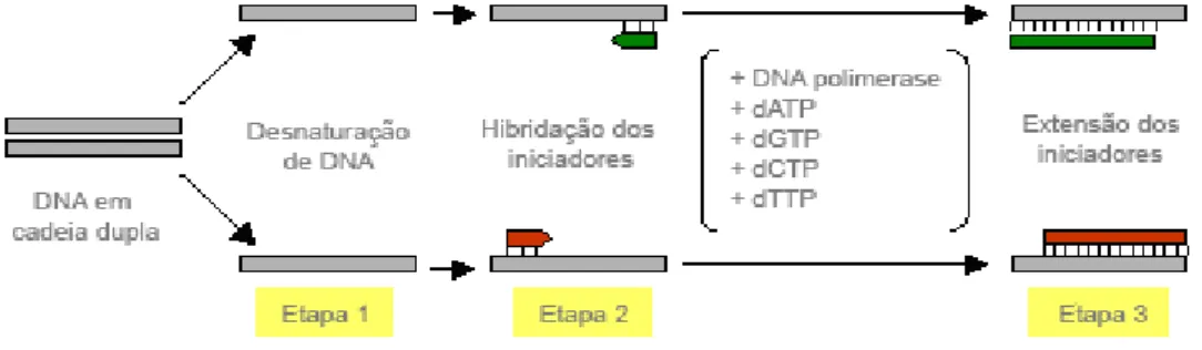 Figura 5 – Representação esquemática do processo de PCR (55) .  1)  Separação da cadeia dupla de DNA a temperaturas superiores a 90ºC  2)  Hibridação dos primers a 50-70ºC e 