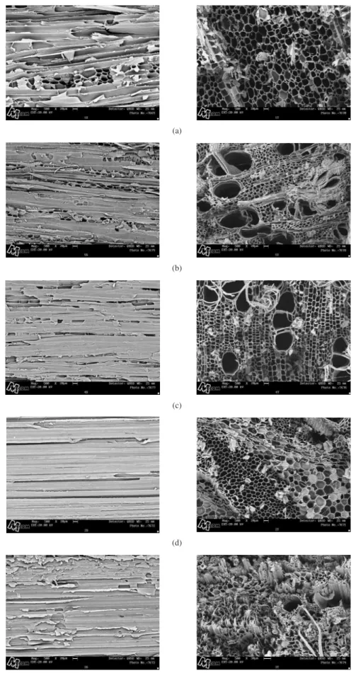 Figura 3. Micrografia obtida por MEV da superfície longitudinal e transversal, respectivamente, das fibras de a) balsa; b) embaúba; c) mamona; e d,e) duas  espécies de bambu, sem tratamento.