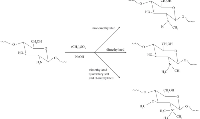 Figure 3. Schematic representation of the reaction leading to the quaternization of the amino groups of chitosan and resulting in  N,N,N-trimethylchitosan [66] .