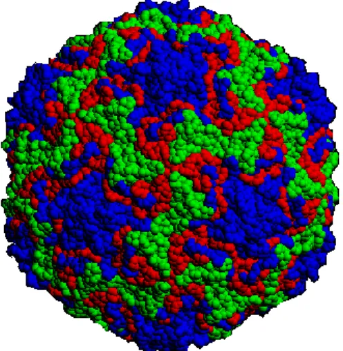Figura 2.1.1.1. Cápside do Rinovirus Humano – 14 (imagem criada por computador). 