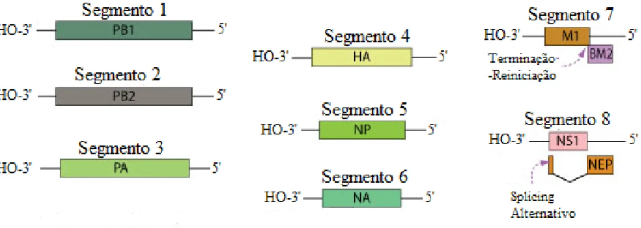 Figura 3.1.2.1. Representação esquemática da estrutura genómica do vírus Influenza A  (SIB, 2016)  