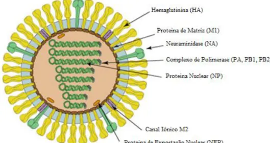 Figura 3.1.2.2. Representação esquemática da estrutura do vírus Influenza A  (SIB, 2016)  