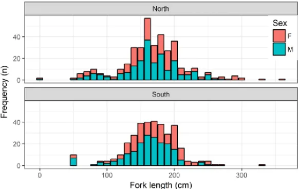 Figure 3. Size (fork length, in cm) frequency distribution of male (n = 334) and female (n = 332) SMA samples  currently available for the age and growth study, for the north and south Atlantic (separated at the 5ºN)
