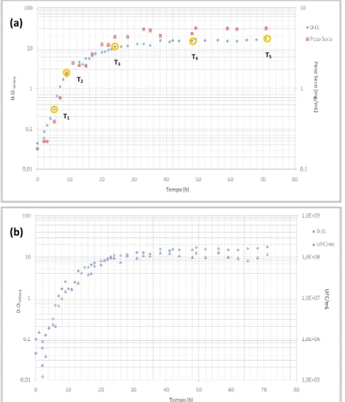 Figura  15:  Curva  de  crescimento  de  D.O. 640nm   e  peso  seco  e  (b)  D.O.