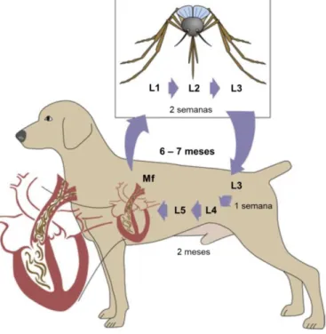 Figura  2  – Representação  ilustrativa  do  ciclo  biológico  da  D.  immitis  no  cão  (Adaptado  de  Atkins, 2017)