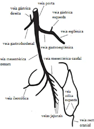 Figura 1. Anatomia topográfica do sistema vascular porta do cão (adaptado de: White, R