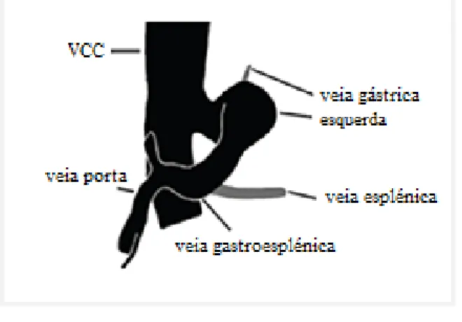 Figura  2.  Shunt  esplenocava  com  comunicação  com  a  veia  cava  caudal  (VCC), ao  nível  do  forâmen  epiploico