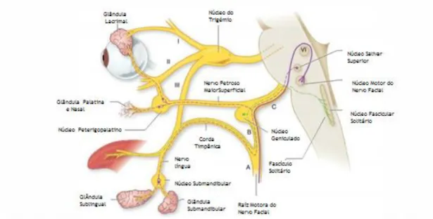 Figura 1- Anatomia do nervo facial [Adaptado e traduzido de (2)]