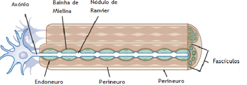 Figura 4- Estrutura normal de um nervo [Adaptado e traduzido de (1)]