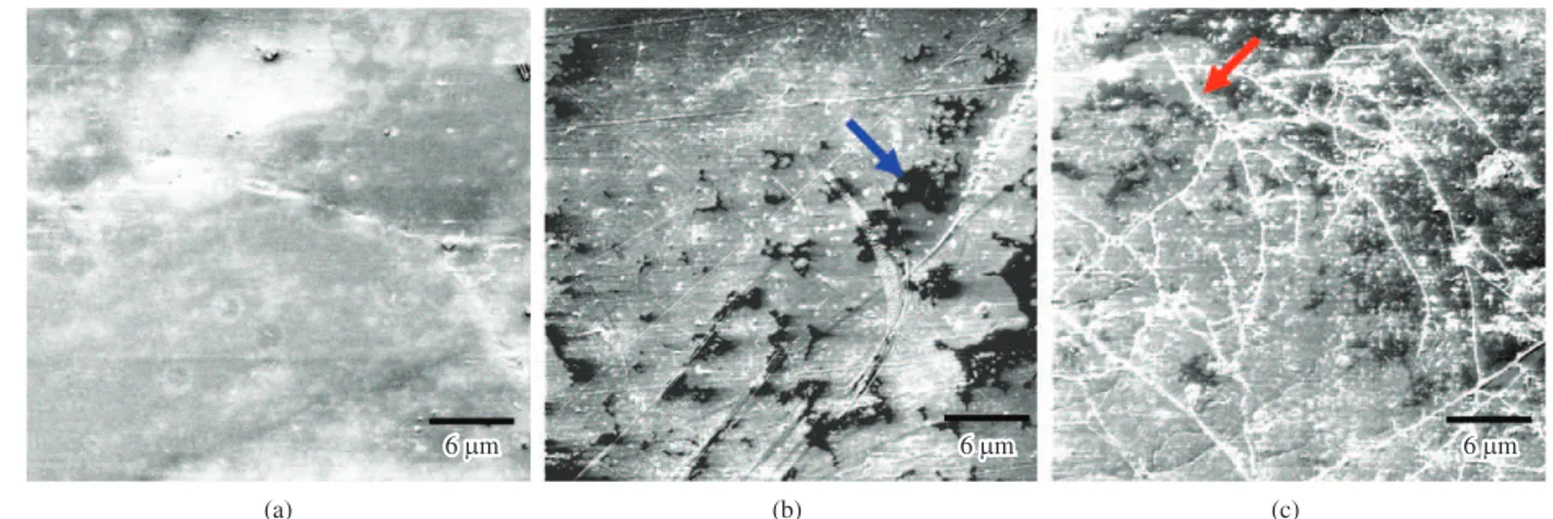 Figure 6. SEM of PVC/PCL films (200×): a) original, b) after 120 days in soil microbial action and c) after 120 days in soil with leachate microbial action.