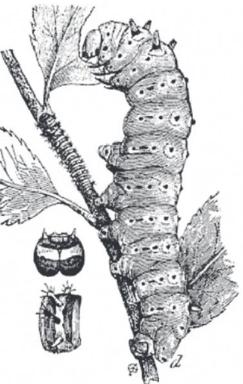 Figura 1. O bicho-da-seda.