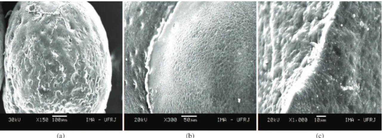 Figure 2. Scanning electron micrographs of: (a) whole sphere, without any cut, where the surface can be observed; (b) cut sphere, what  allows a better observation of the interior and (c) an expansion of this image.