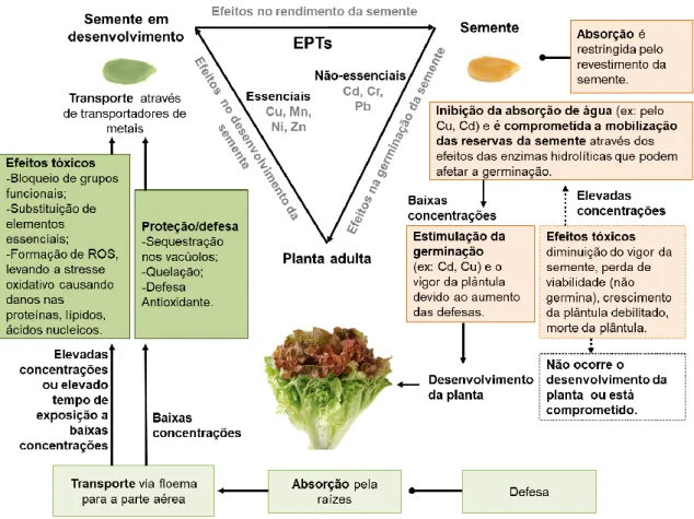 Figura  3.4  –  Representação  esquemática  do  efeito  dos  EPTs  nas  sementes.  Fonte:  adaptado  de  Kranner e Colville (2011)