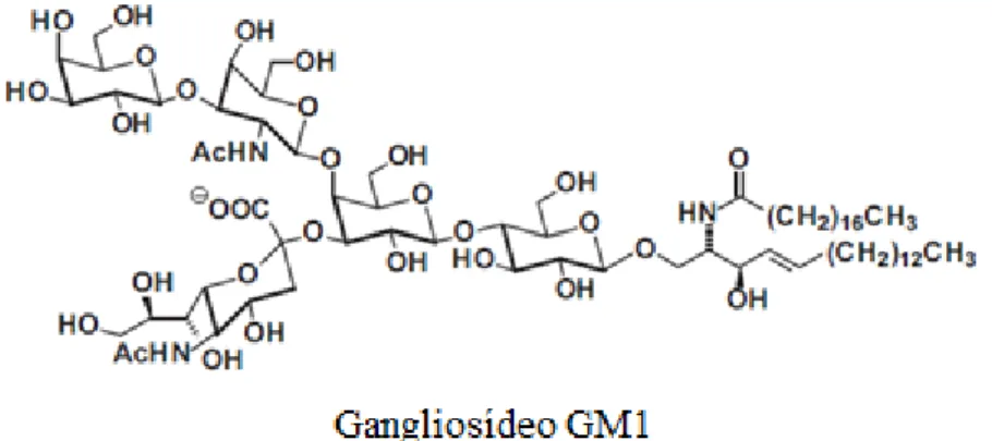 Figura  3.  Estrutura  dos  cerebrosídeos.  GlcCer,  Glucosilceramida;  GalCer,  Galactosilceramida (Adaptada de Kolter, 2011)