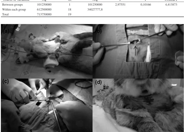 Figure 5. Tracheotomy procedure (a) rabbit in dorsal decubitus position; (b) exposition of trachea (arrow); (c) stent positioning through  aperture (arrow); (d) posteoperatory sewing location.
