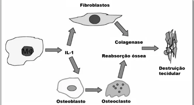 Figure 3: Macrófagos produzem citoquinas (tais como IL-1) que induzem os fibroblastos e os osteoclastos a produzir  proteases, resultando em destruição óssea e tecidular (Adaptado de Kinane et al., 2000) 