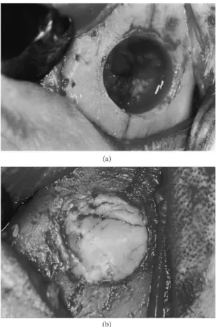 Figure 1. (a) Surgical bone defect created with a trephine 5 mm  diameter bur. (b) Bone defect filled with poliurethane resin.