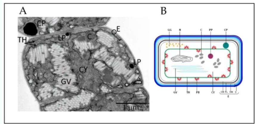 Fig.  2  -  Cyanobacteria cell  structure.  (A)Transmission  electron micrographs  showing  the  ultrastructure  of  an Anabena  circinalis vegetative cell; (B) Schematic diagram of a cyanobacterial vegetative cell