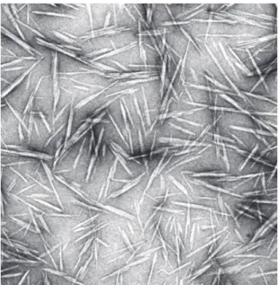 Figure 6. Transmission electron micrograph of ramie cellulose  whiskers.