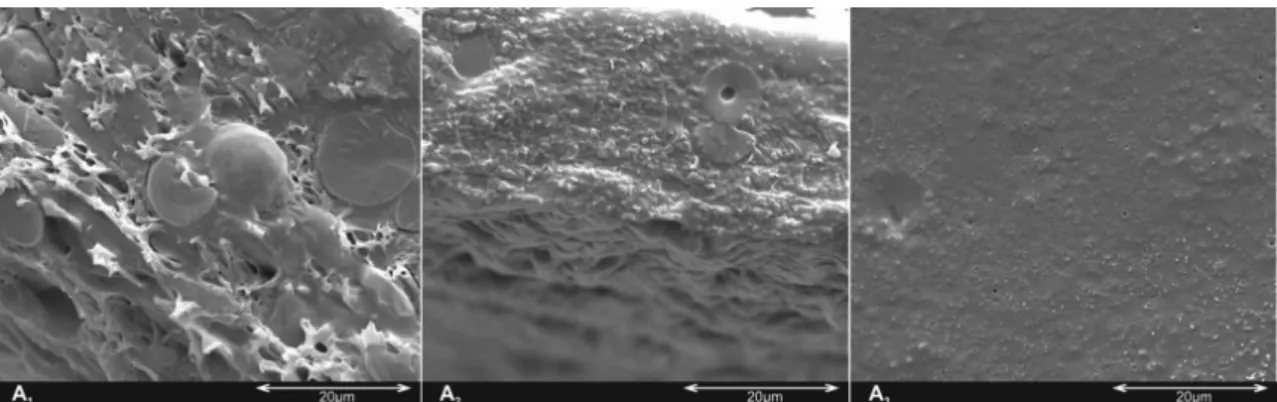 Figure 7. SEM images of cryofractured surface of starch/PBAT films prepared with A 1  (10 %wt Gly); A 2  (8.5 %wt Gly + 1.5 %wt CA)  and A 3  (8.5 %wt Gly + 1.5 %wt MA) (Magnification 4000×).