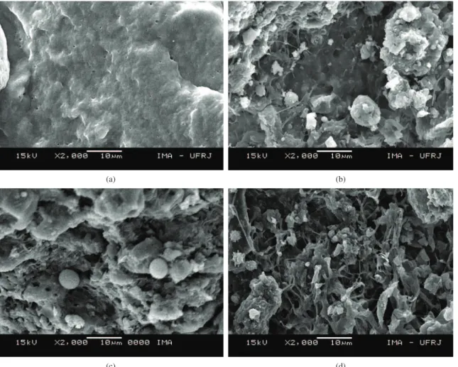 Figure 6. SEM images for the biodegraded PHBV and TPS; PHBV fractured surface (a) and surface (b), TPS fractured surface (c) and  surface (d).